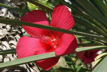 red flower