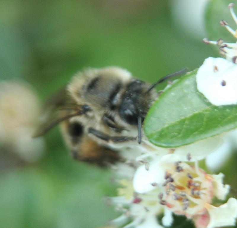 Bee at work