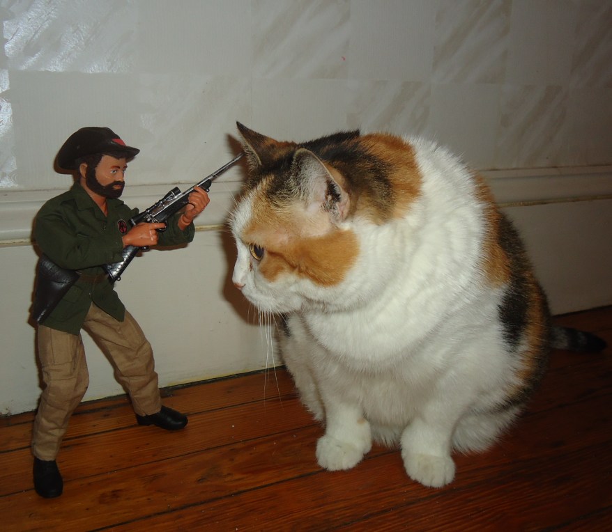 GI Joe cat hunt