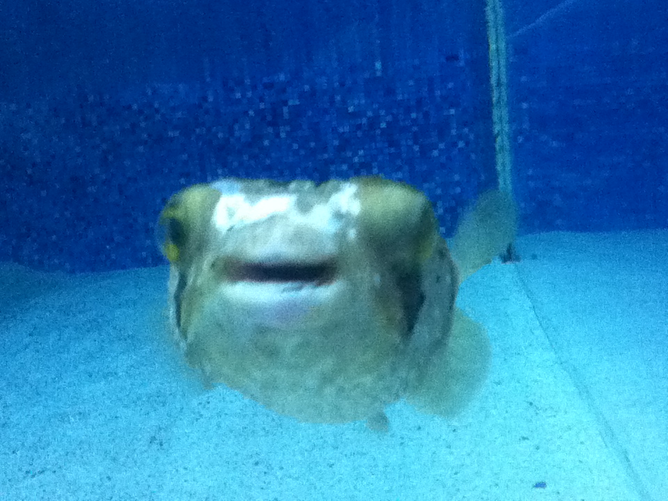 Happiest fish ever