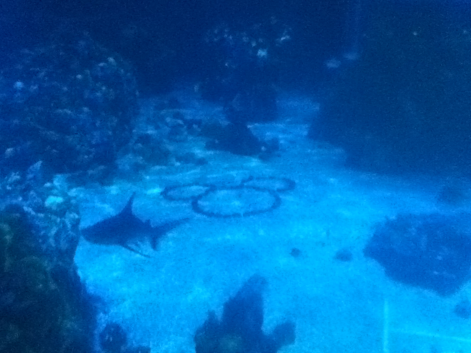 underwater hidden mickey