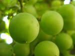 Grapes by DaemonWelsh