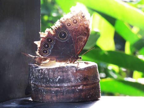 Butterfly eating