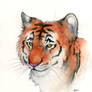 Tiger watercolor