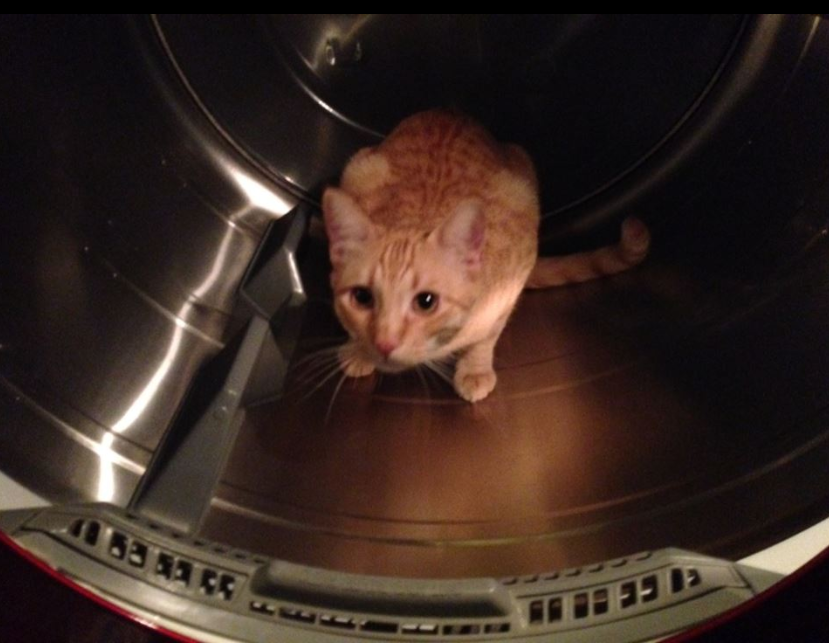 Laundry Cat