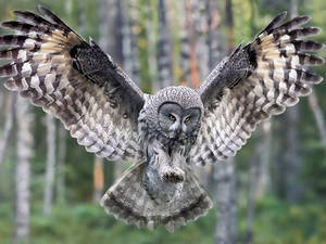 Landing Owl