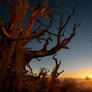 Bristlecone-forest