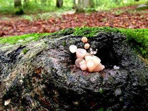 Shrooms on dead tree