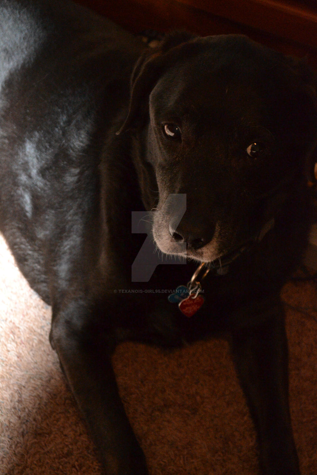 RIP Ranger by texanois-girl95 on DeviantArt