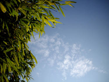 Bamboo Skies