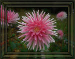 framed flower 07 by TexManson