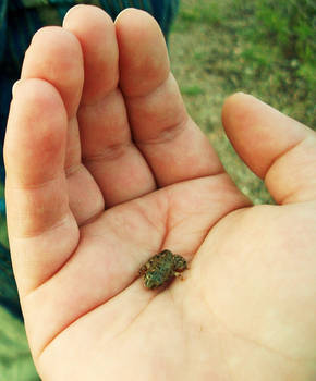 Little Tiny Toi- I Mean Frog