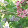 Pink surrounded by green