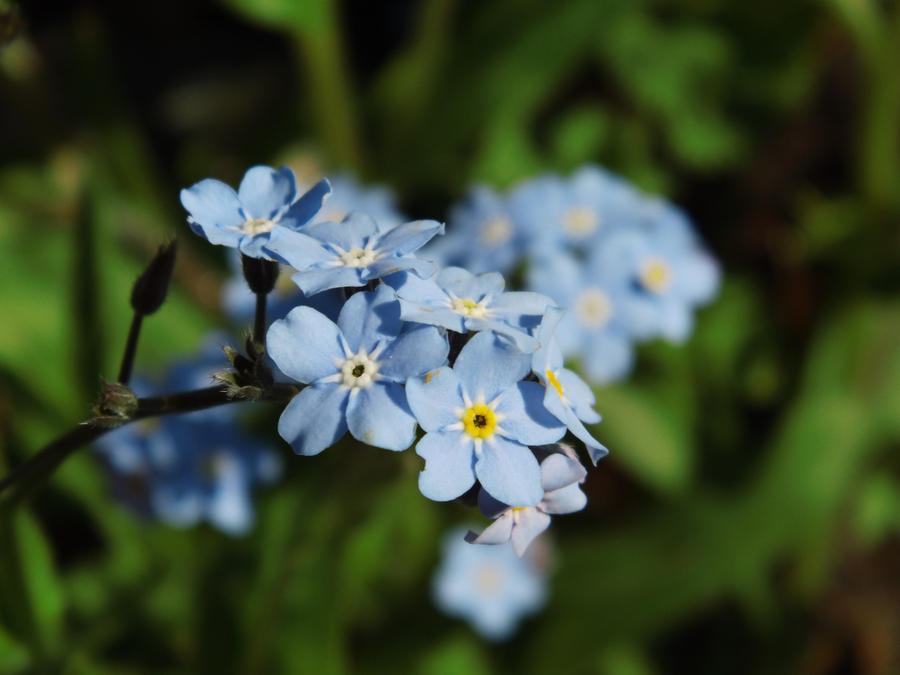 forget-me-not