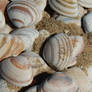 Shells