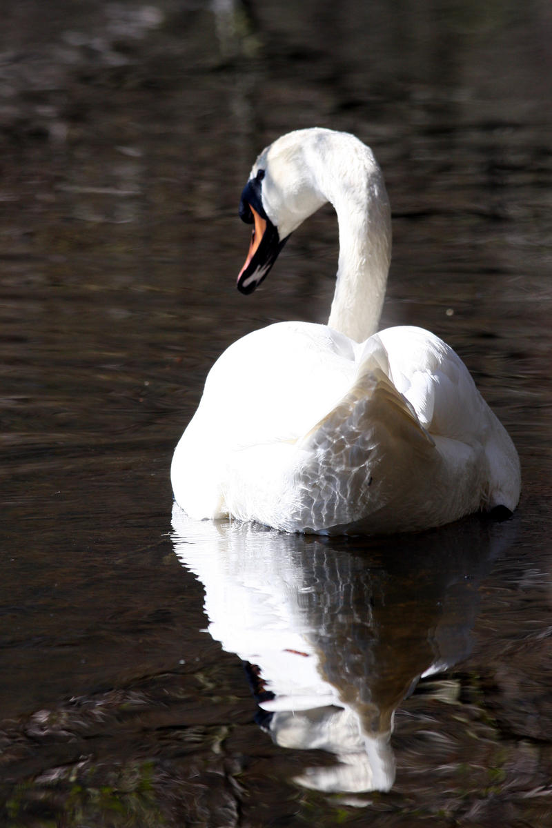 Swan I