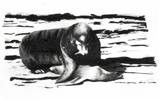 sealion Series 2