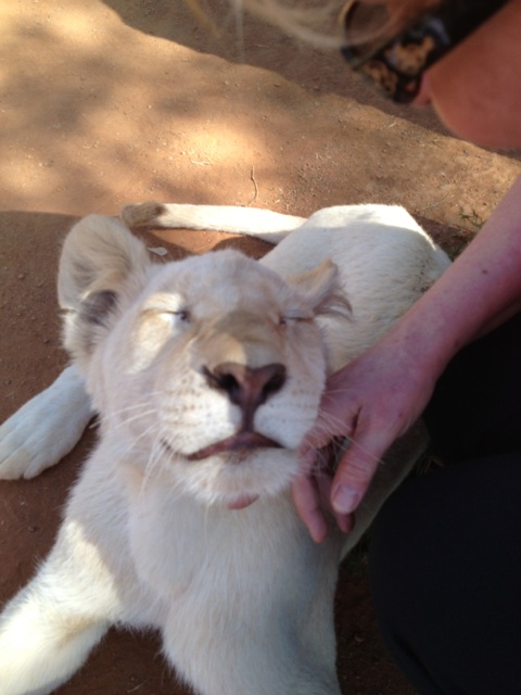 Africa Trip - Petting a lion cub