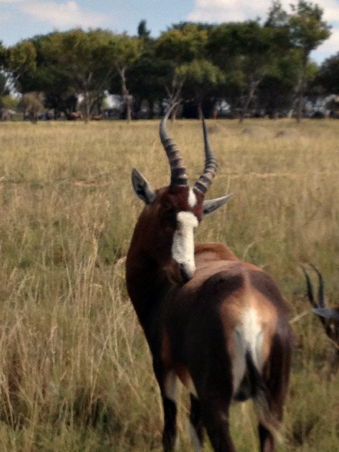 Africa Trip - Antelope