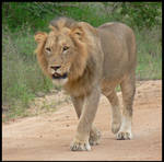 Lion 5 by ntatepaul