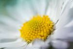 Bellis perennis by Koljan