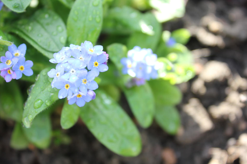 Small Violet Flowers 2