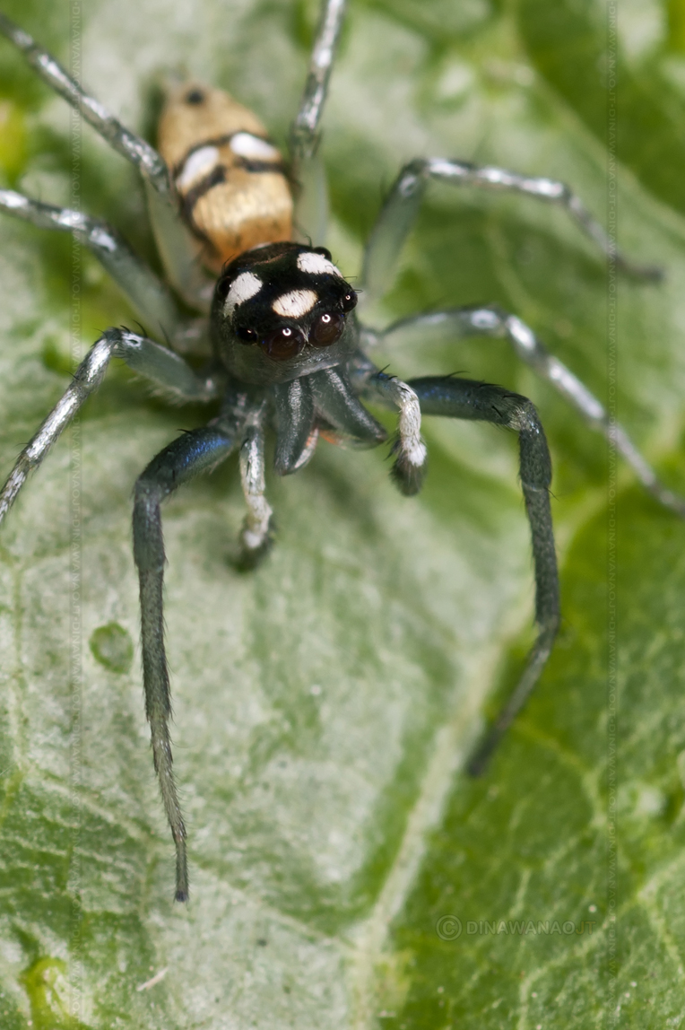 Cosmophasis Parangpilota