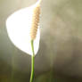 White flowers