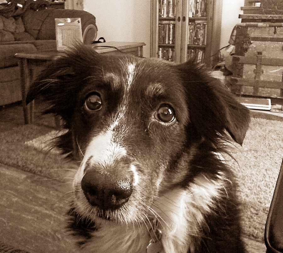 Aussie Roo by cacoethes1 on DeviantArt