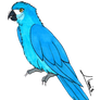 Spix Macaw