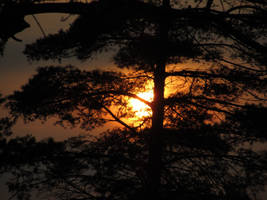 Hiding Behind the Furthest Tree