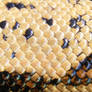 Columbian Redtail Boa Scales