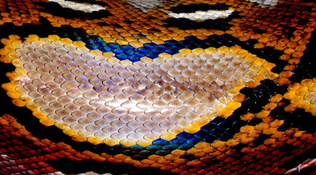 Reticulated Python Scales