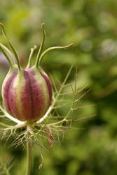 Seed Head