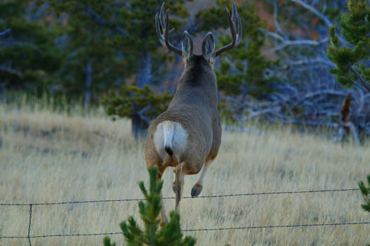 Jumping fences!