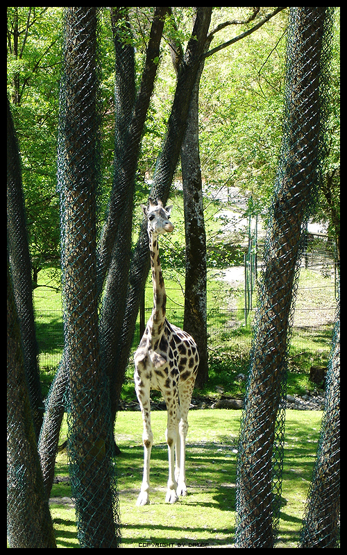 giraffe 2