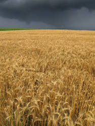 Harvesting the Storm