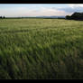 Rural Crops in the Wind II