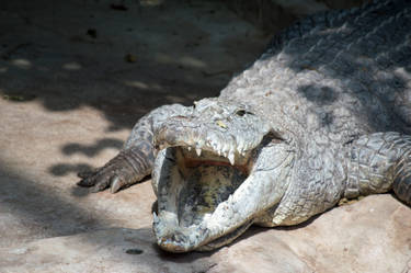 Sunbathing Croc