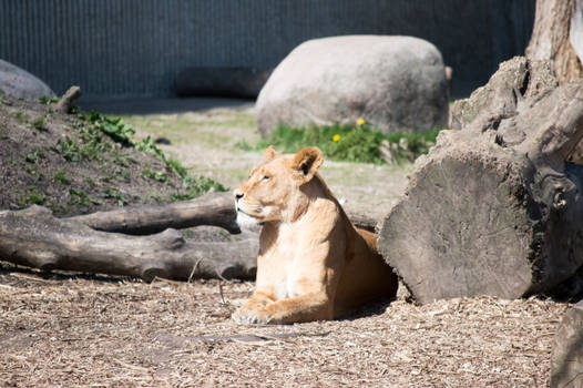 Lion enjoying the spring sun