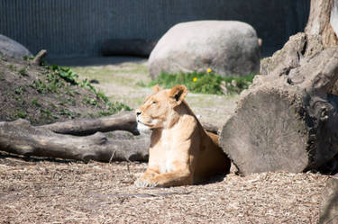 Lion enjoying the spring sun