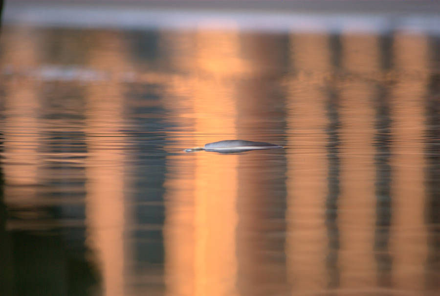 Floating Feather 1 by TheConstructor
