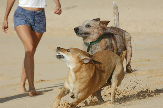 dogs at the beach