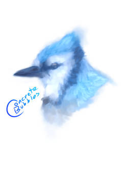 Blue Jay