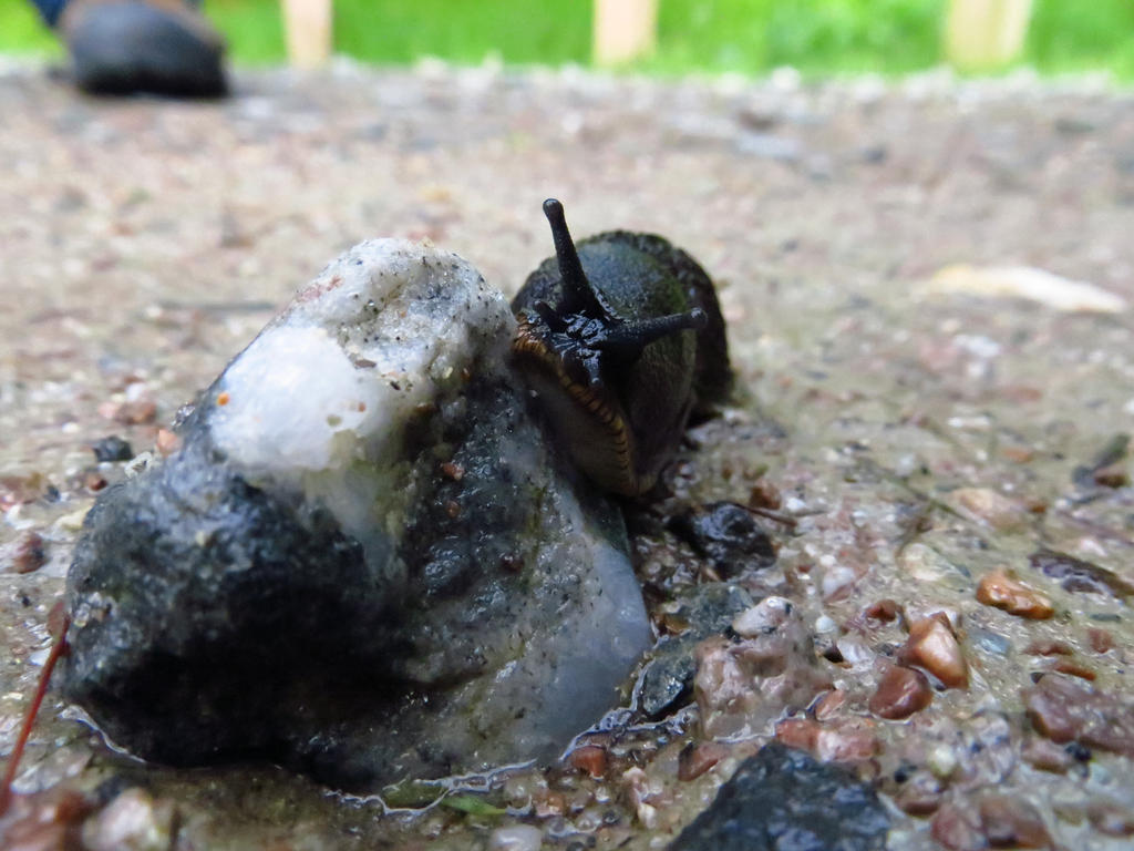 Slug Friends Slug Friend by fruitsbucket on DeviantArt