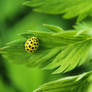 Little yellow bug on green leafs