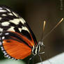 Butterfly: Tiger Longwing