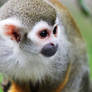 Sweet squirrel monkey