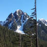 A Tree Blowing in the Wind on Rainier