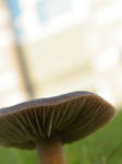 Under A Mushroom